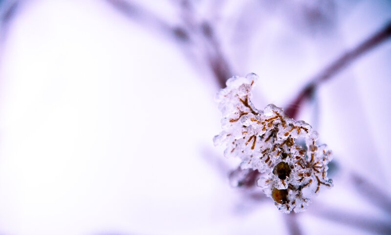 frozen branch in winter