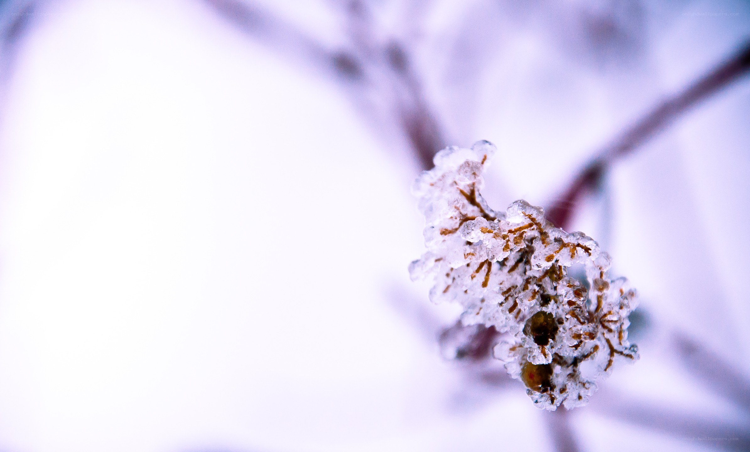 frozen branch in winter