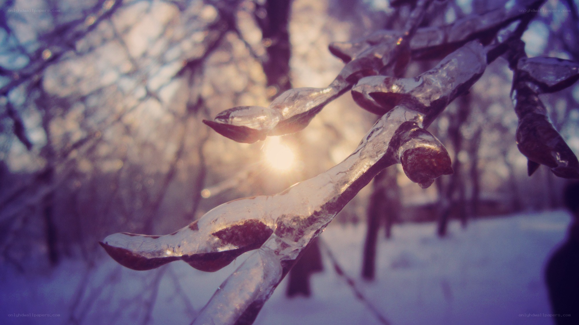 frozen branch in winter light