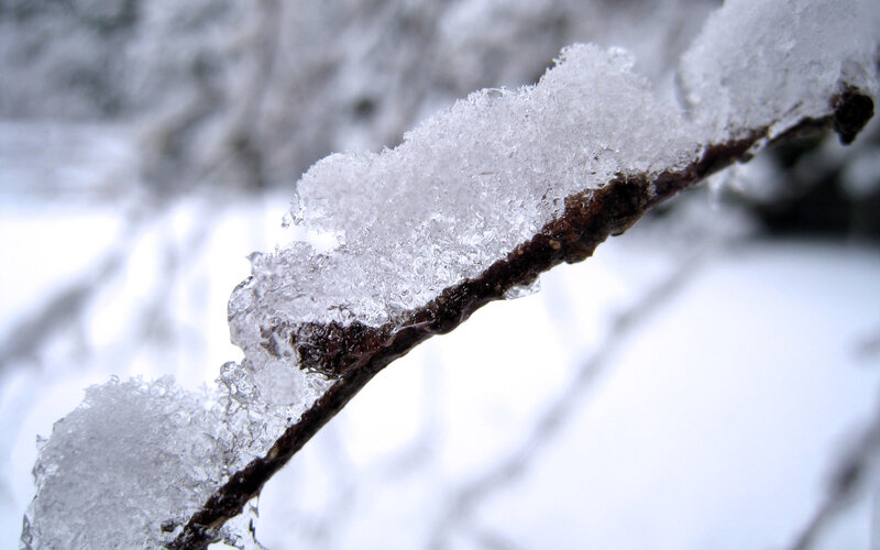 frozen branch in winter
