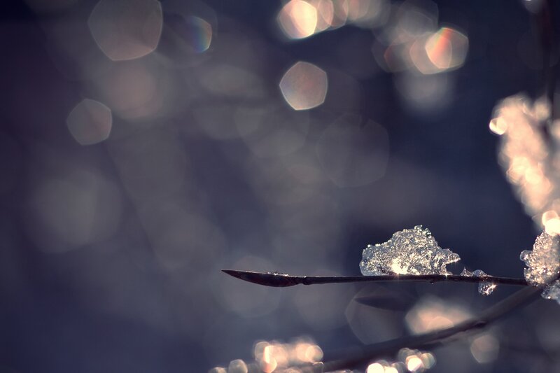 frozen branch with bokeh