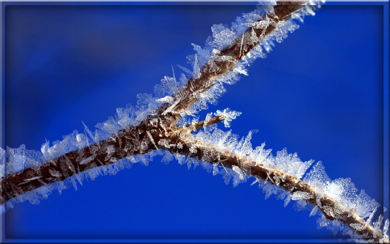 Frozen Branch with Ice Crystals — Blue