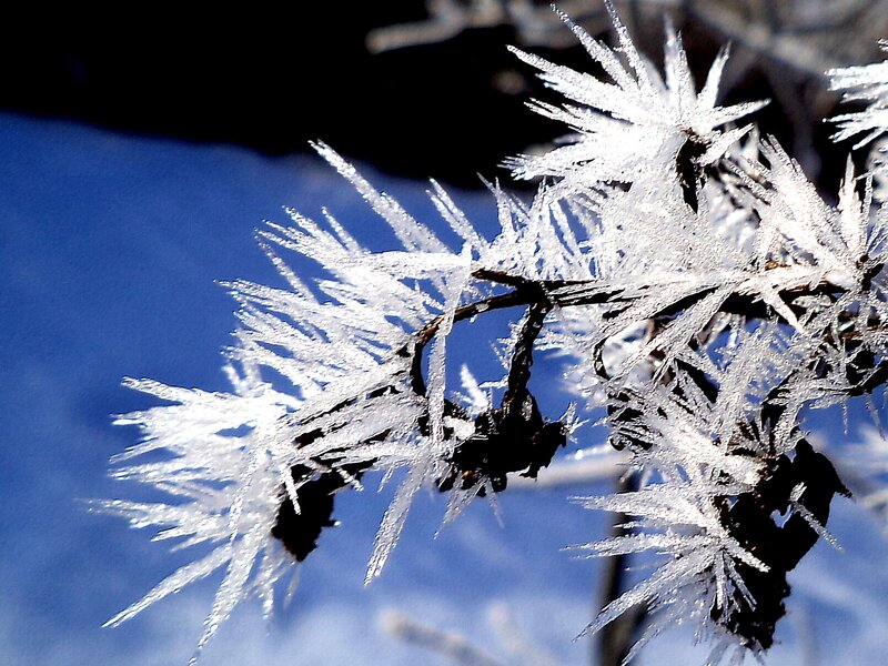 Frozen Branch with Ice Crystals — White