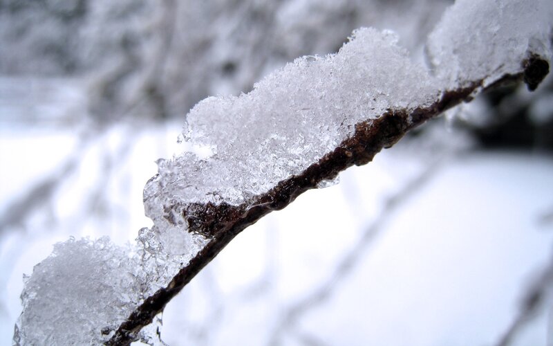 Frozen Branch with Ice