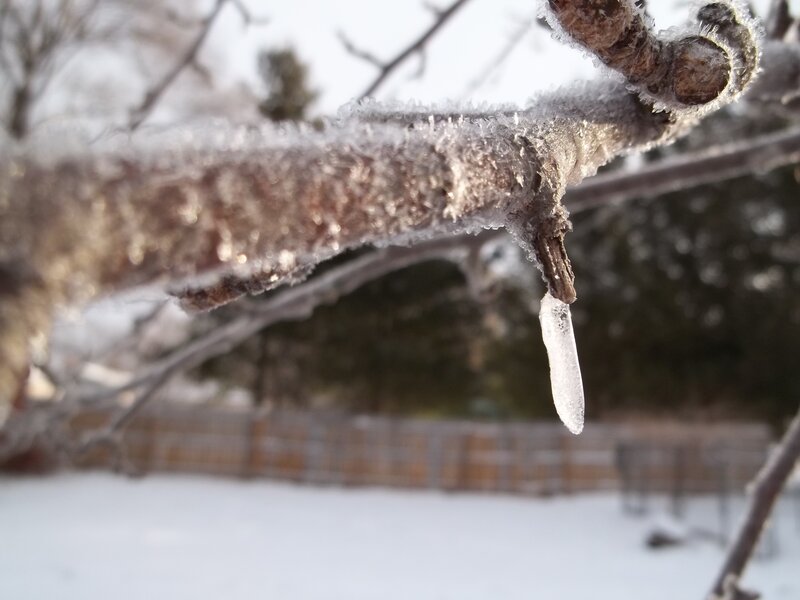 Frozen Branch with Icicle