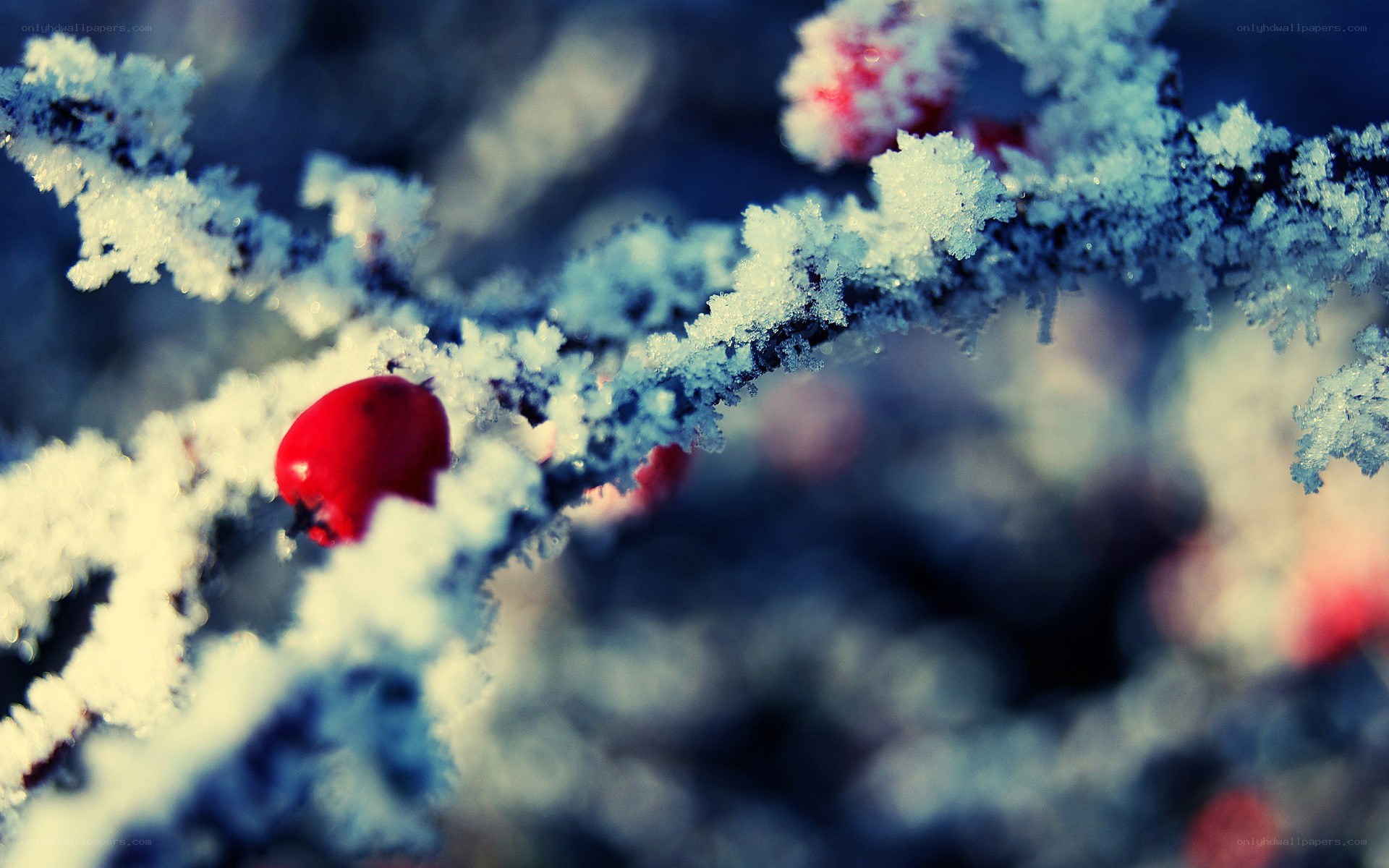 frozen branch with red berries