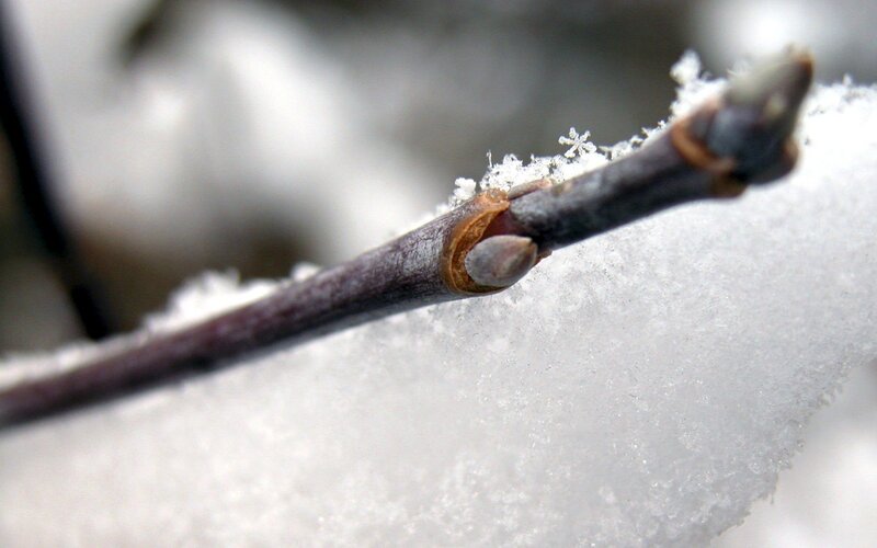 frozen branch with snow