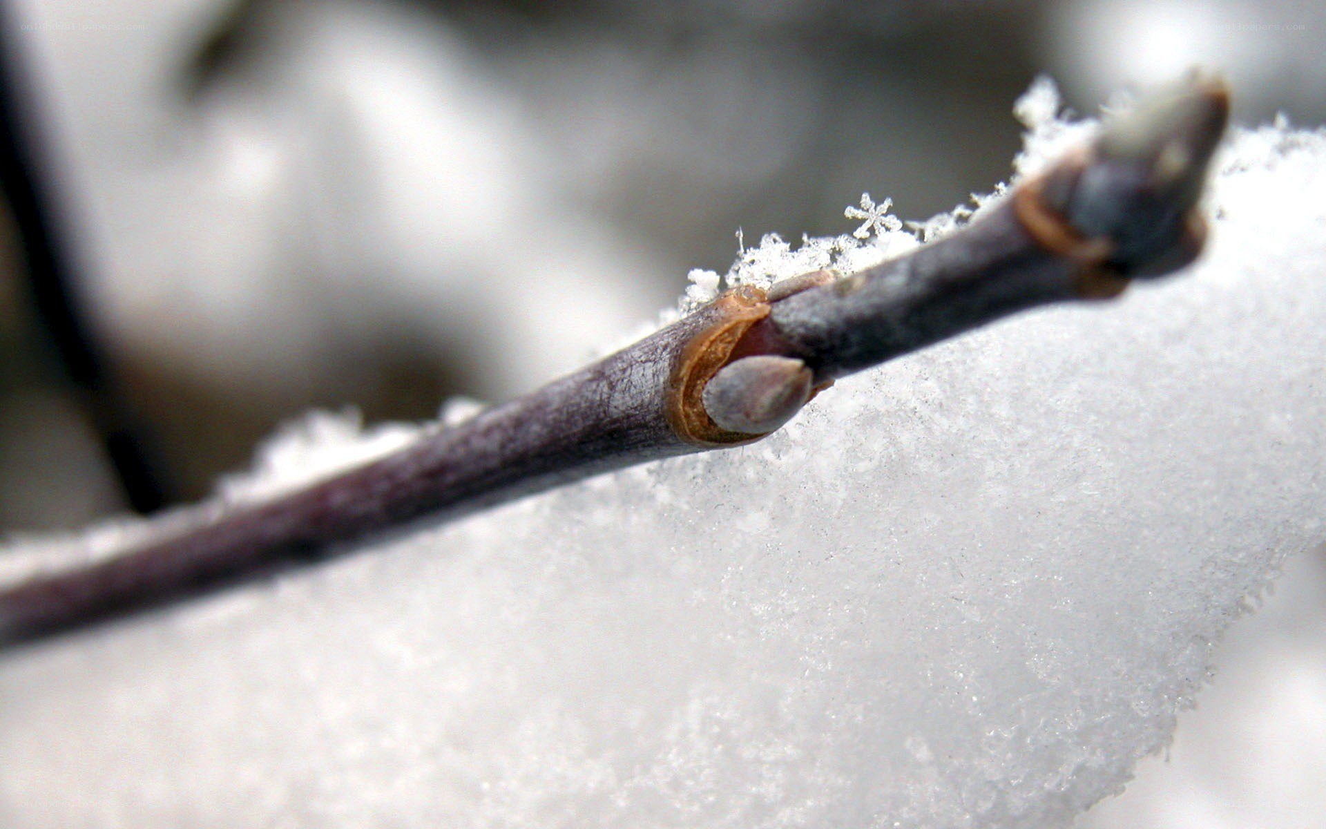 frozen branch with snow