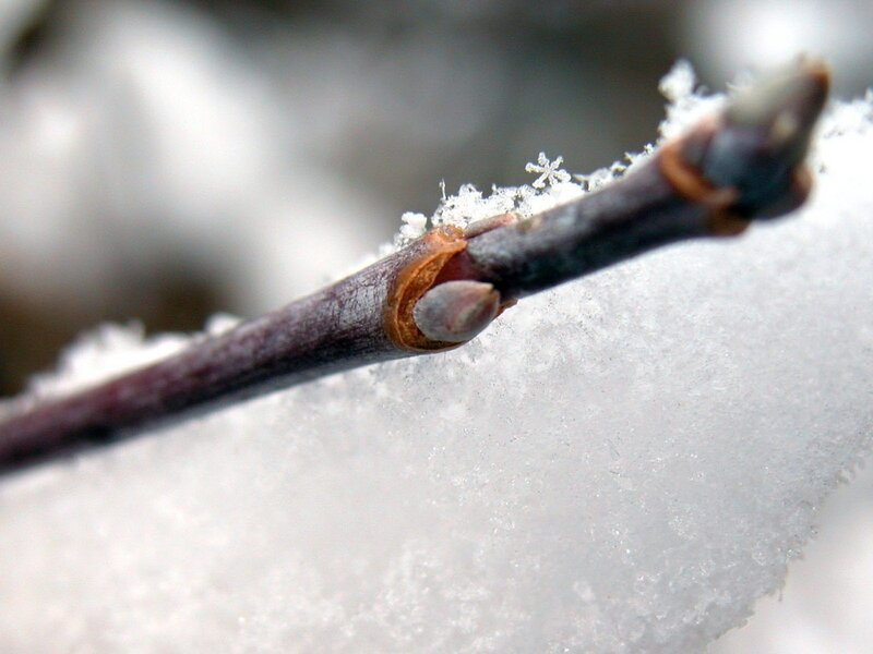 frozen branch with snowflakes