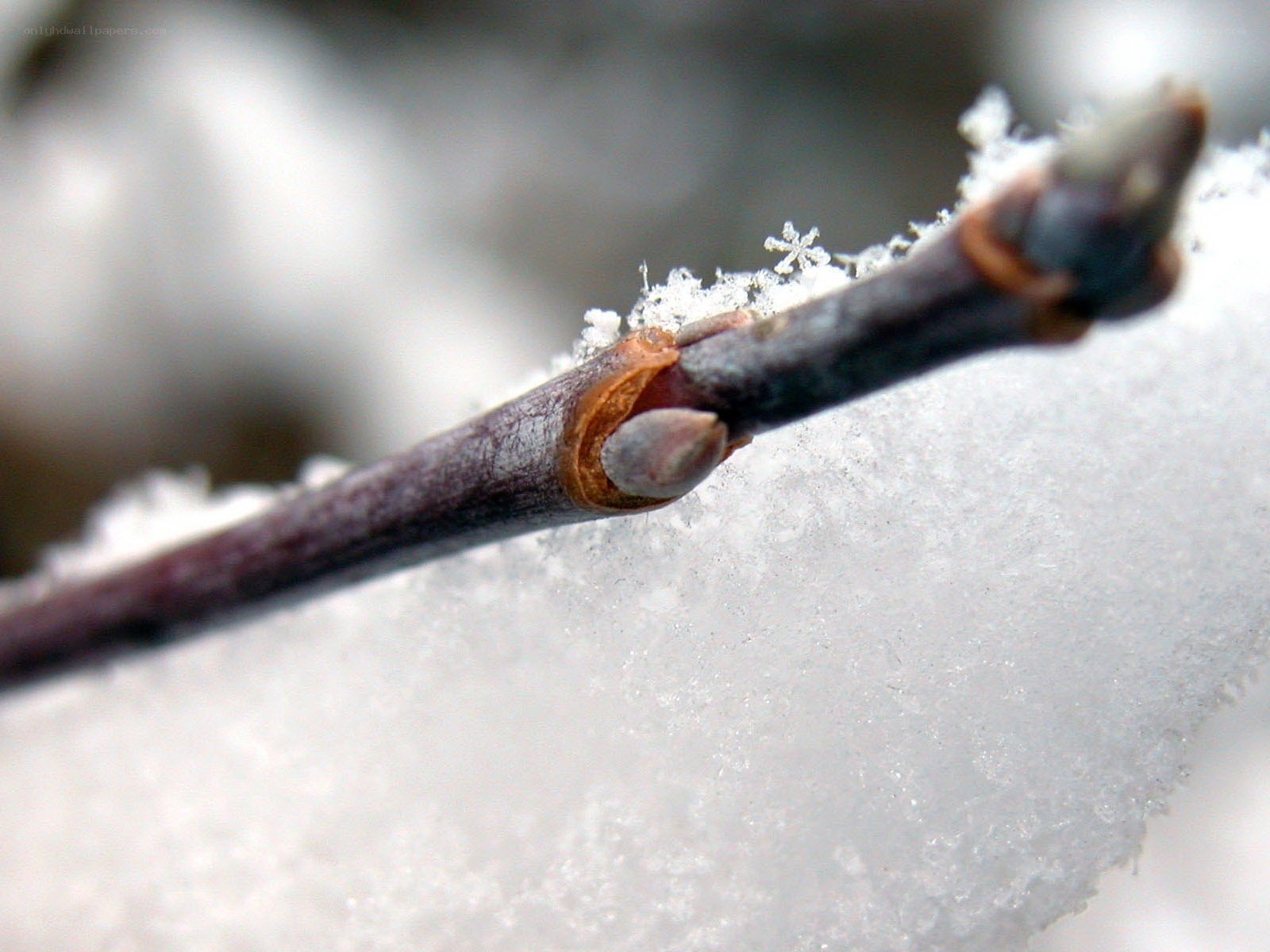 frozen branch with snowflakes