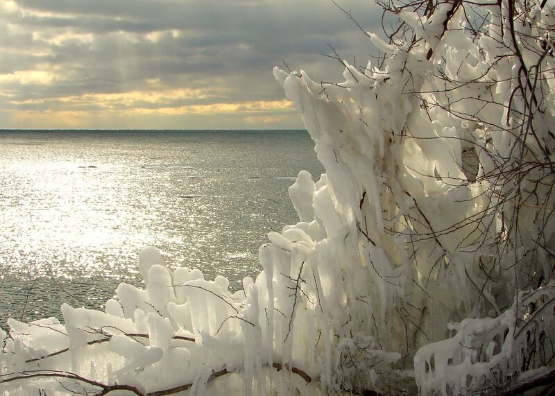 Frozen branches by the sea