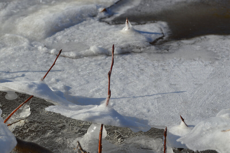 Frozen Branches in Ice