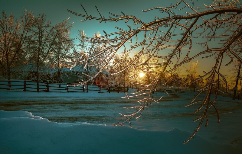 Frozen Branches in Snow