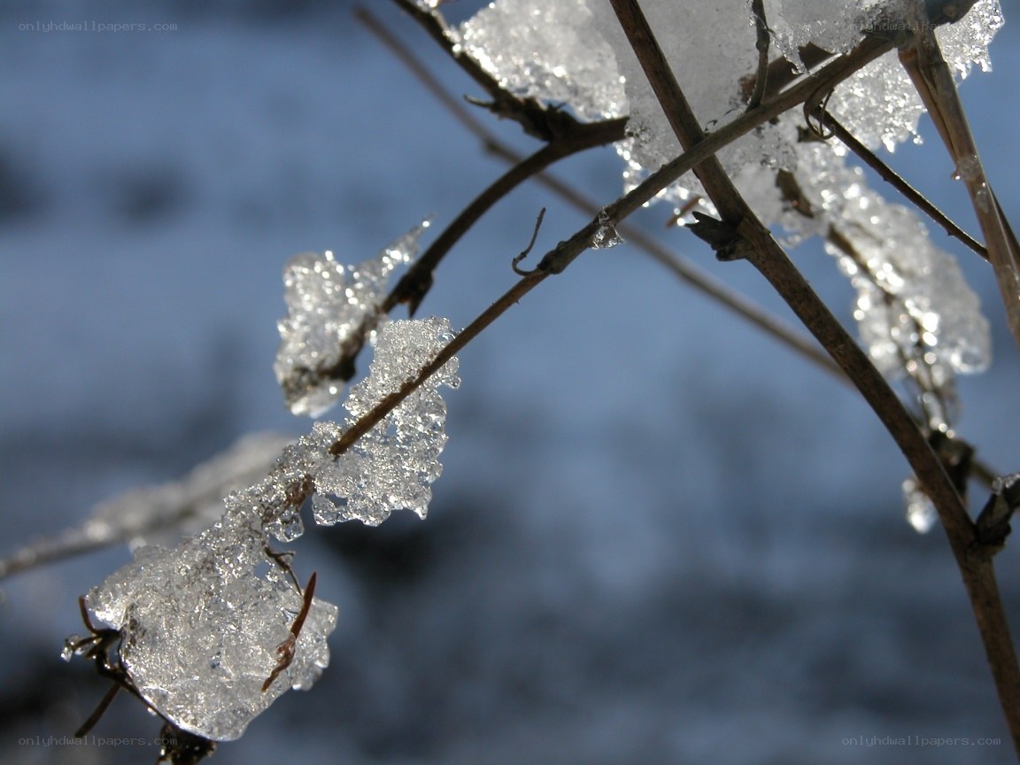 frozen branches in sunlight