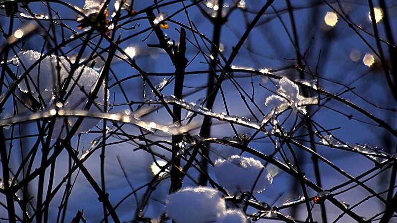 Frozen Branches in Sunlight — Blue
