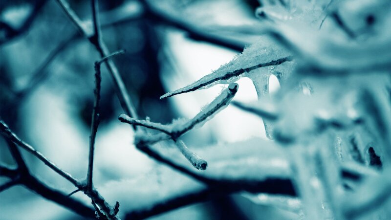 frozen branches in winter