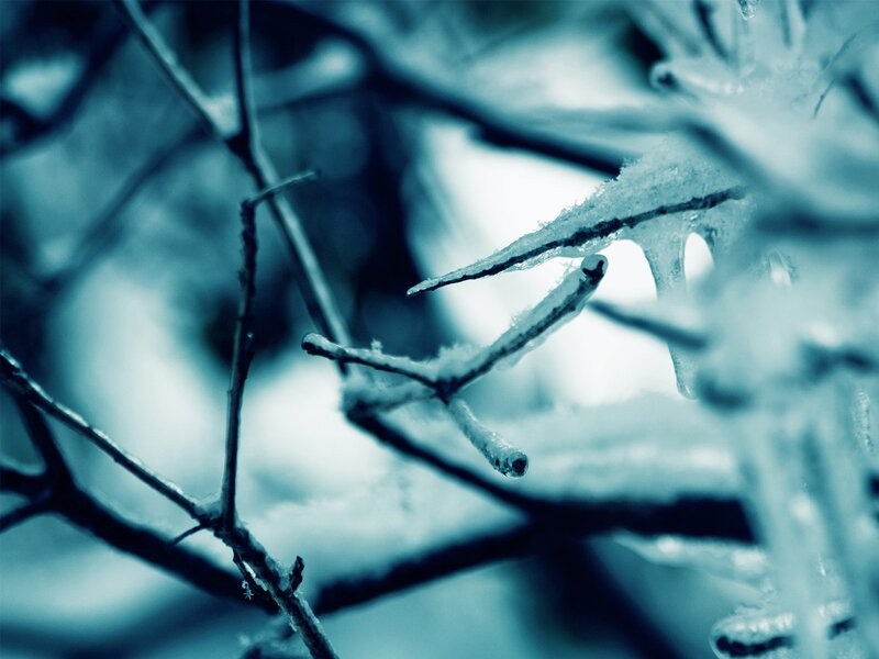 frozen branches in winter