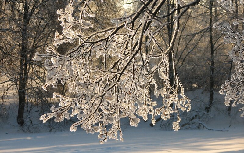 frozen branches in winter forest