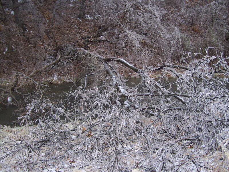 Frozen branches over a stream