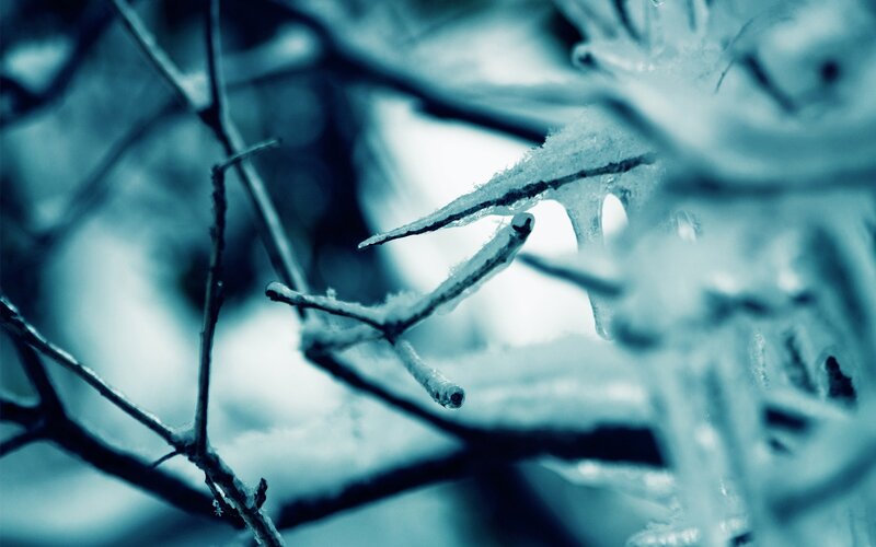 Frozen Branches with Ice — Blue