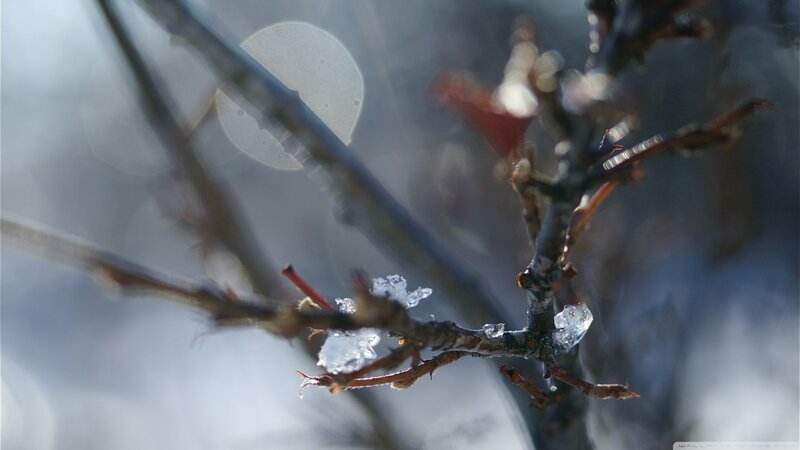 Frozen Branches with Ice