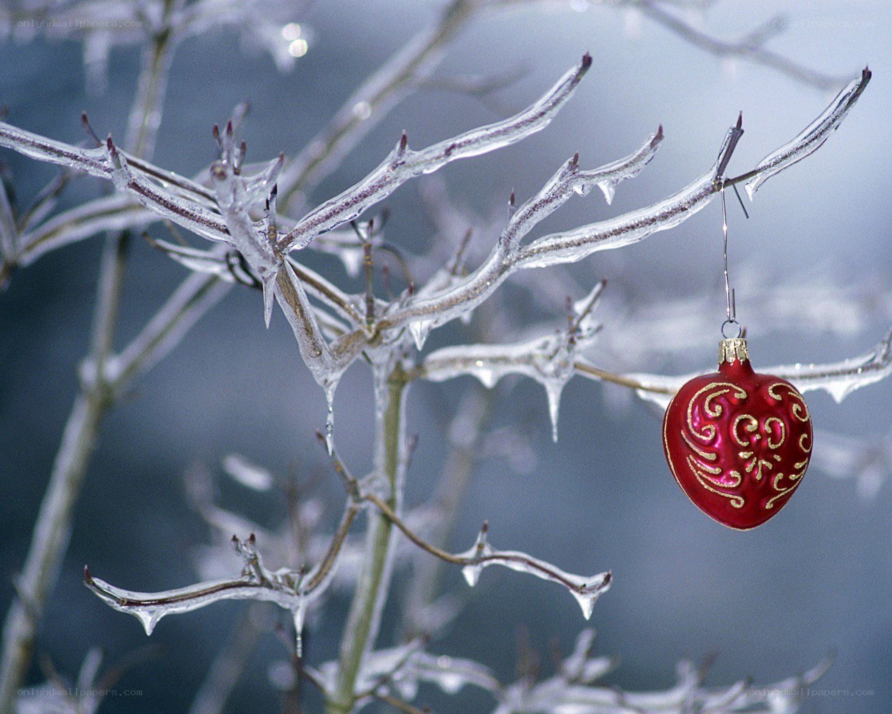 Frozen branches with red ornament