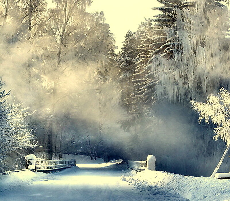 Frozen Bridge in Forest