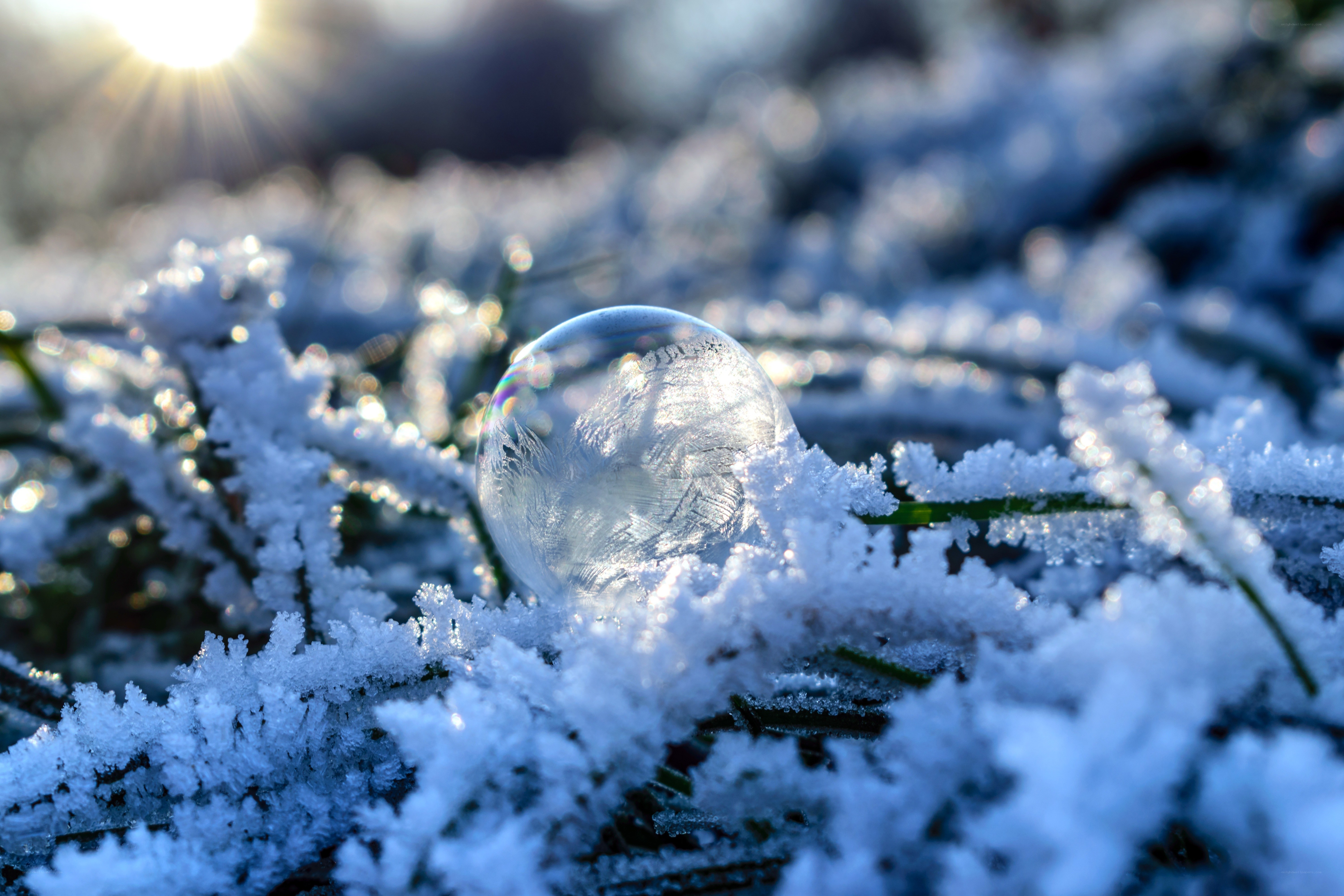 frozen bubble on frosty grass