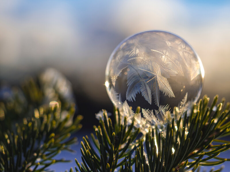 frozen bubble on pine branch