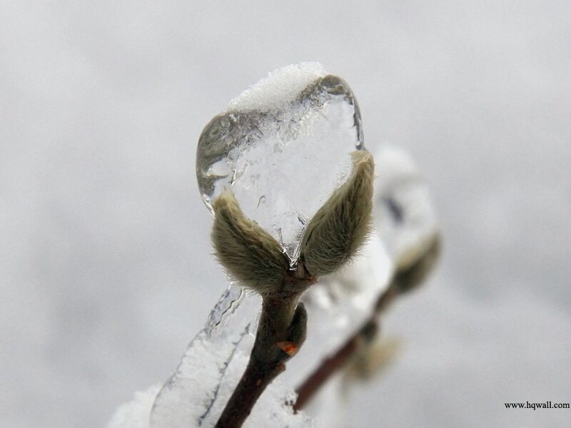 Frozen Bud on Branch