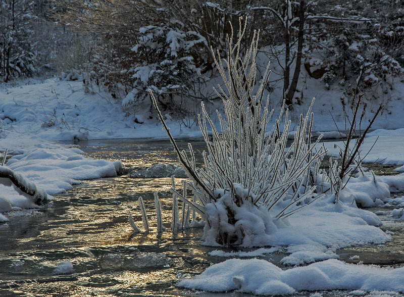 Frozen Bush in Stream