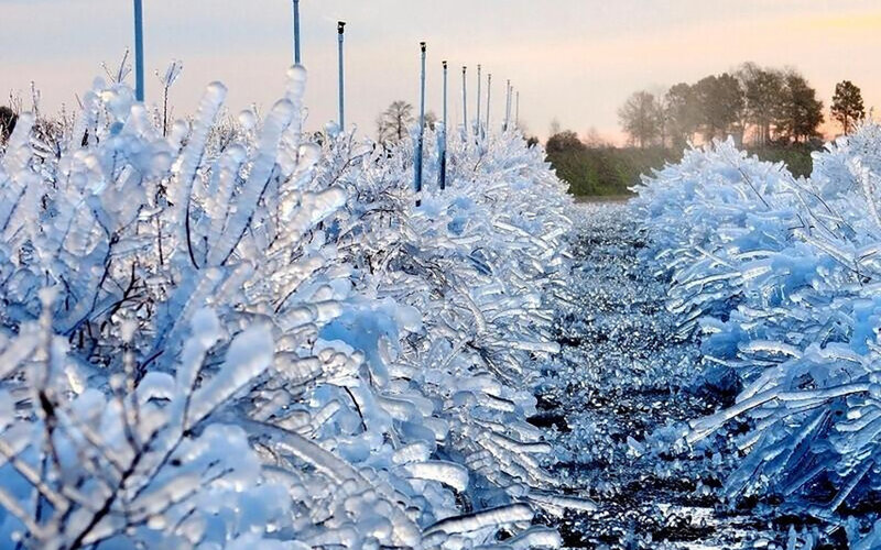 Frozen Bushes in Winter