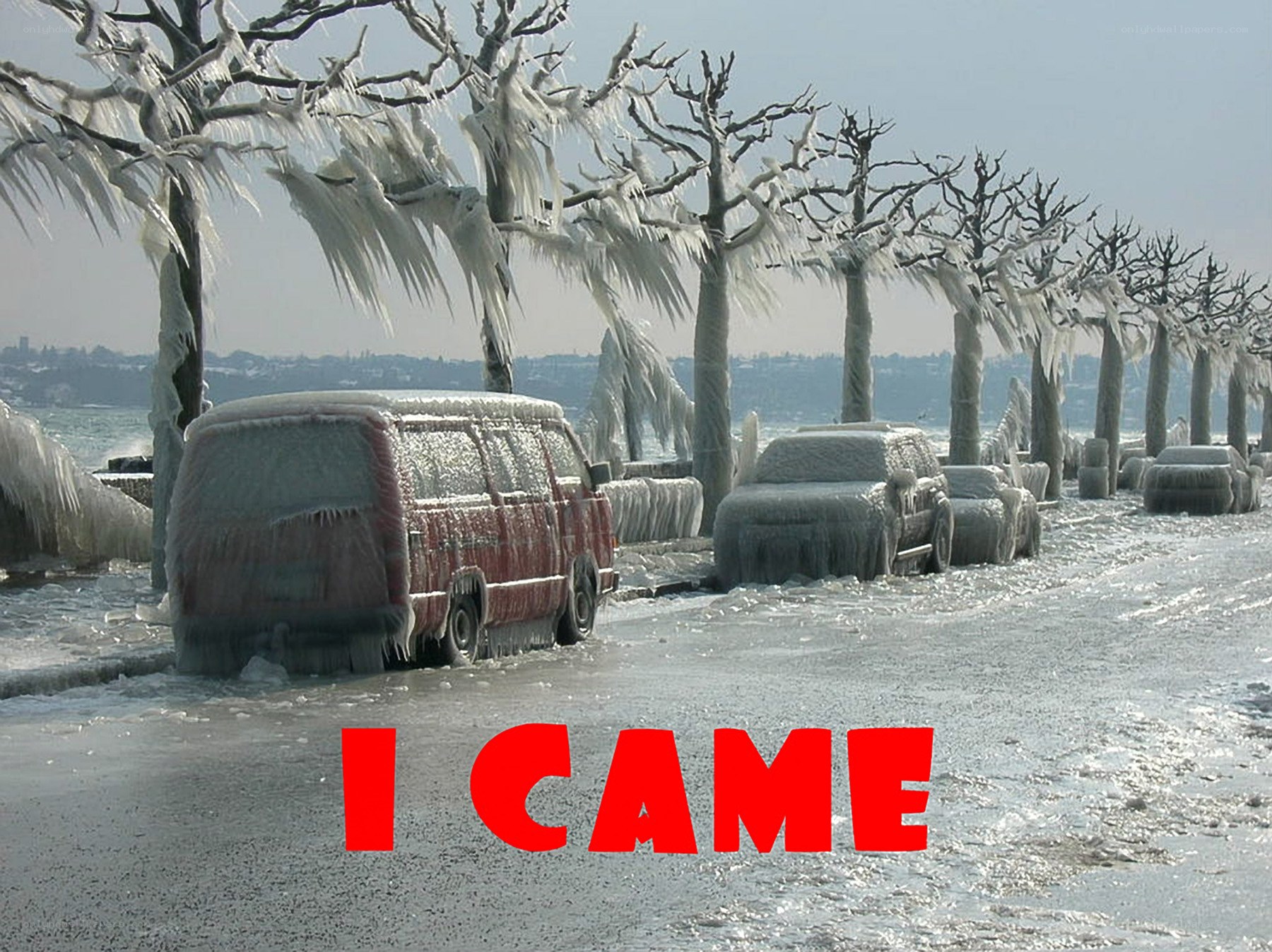 frozen cars and trees