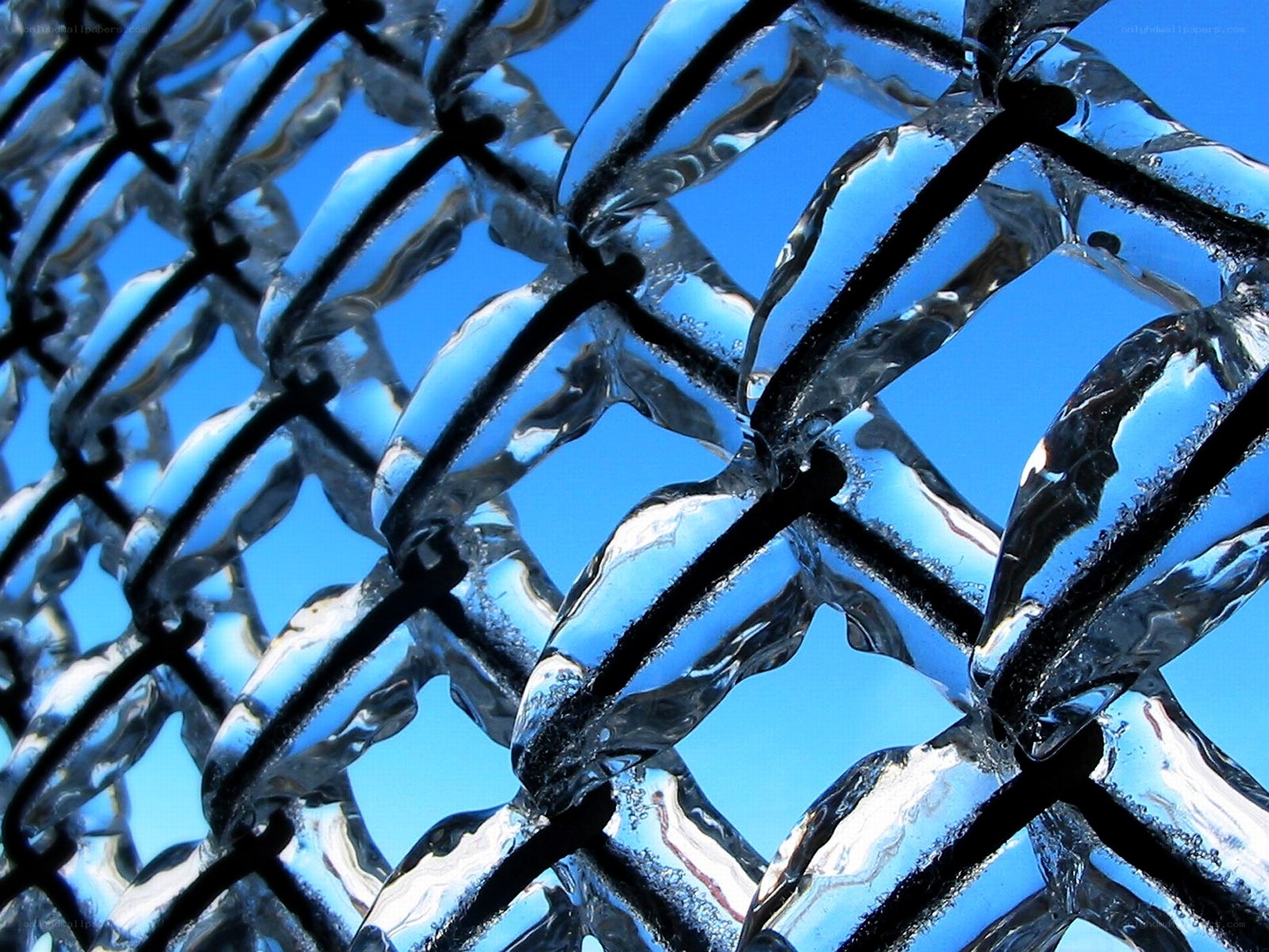 Frozen chain-link fence