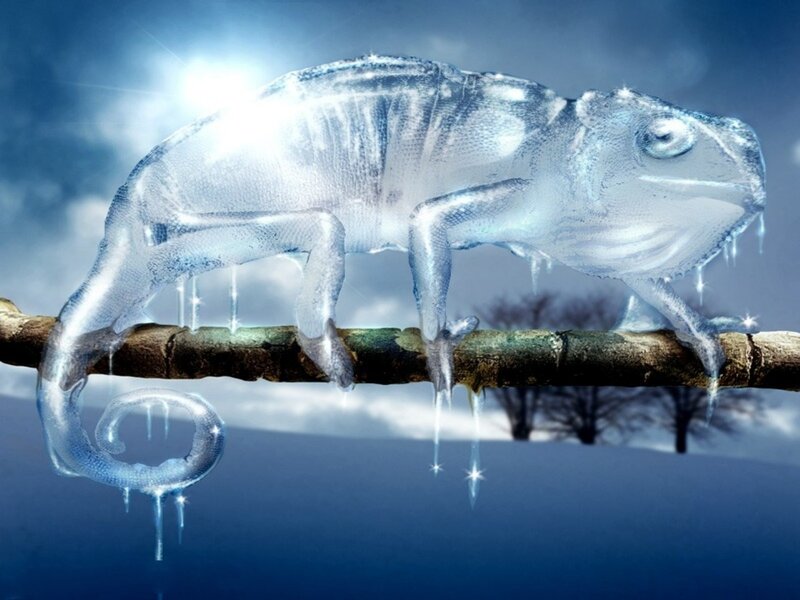 Frozen Chameleon