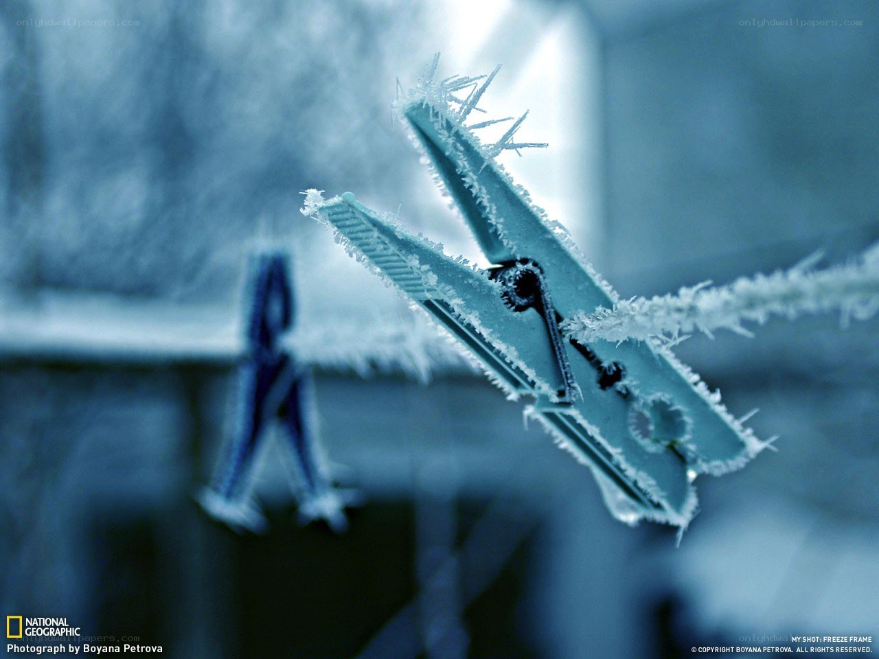 frozen clothespin on a line
