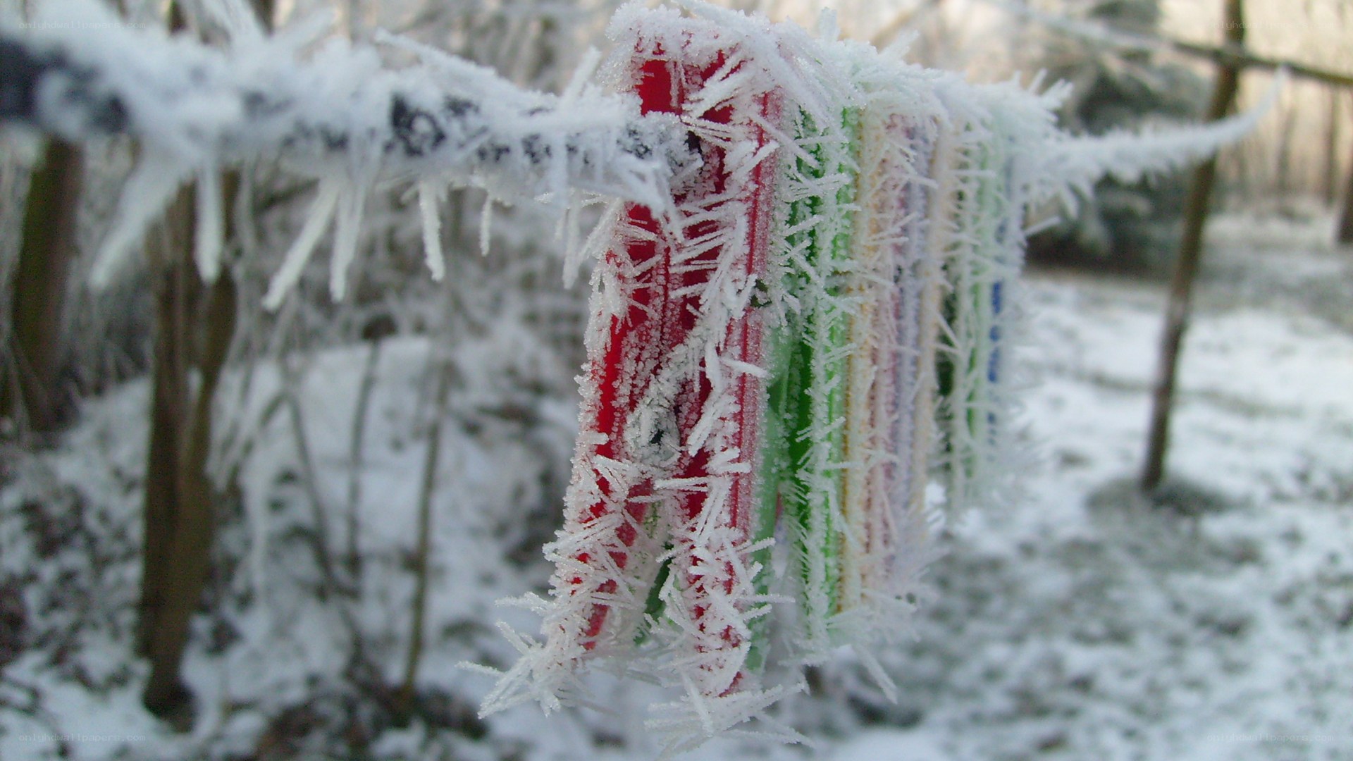 frozen clothespins on a line