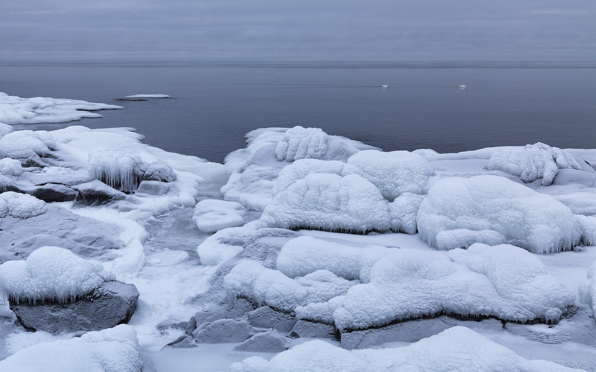 Frozen coastline with swans