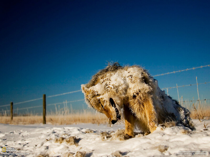 Frozen Coyote in Snow