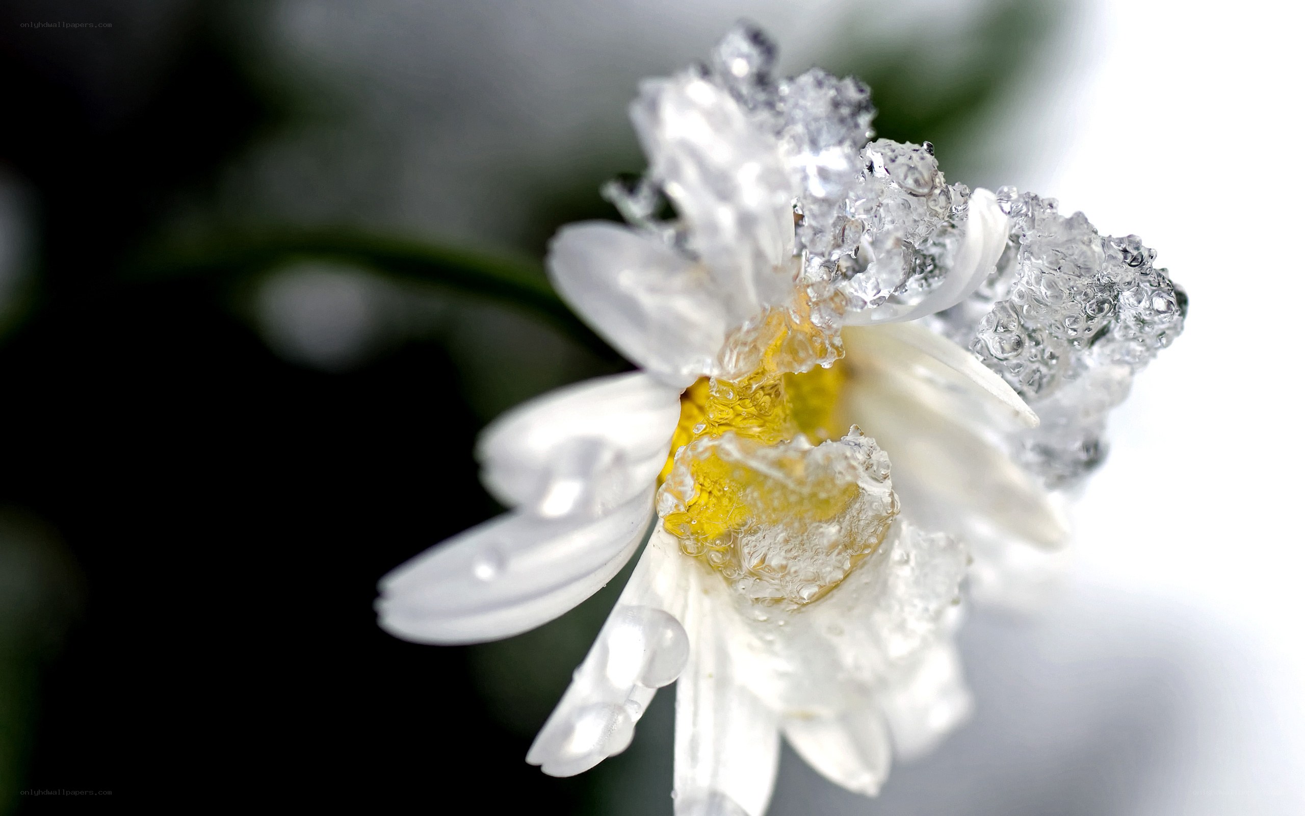 frozen daisy flower