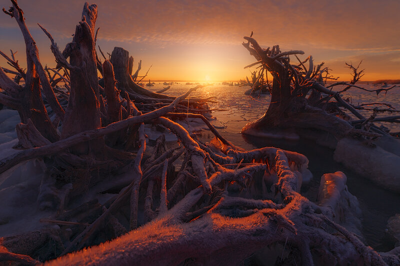 Frozen Driftwood on Ice