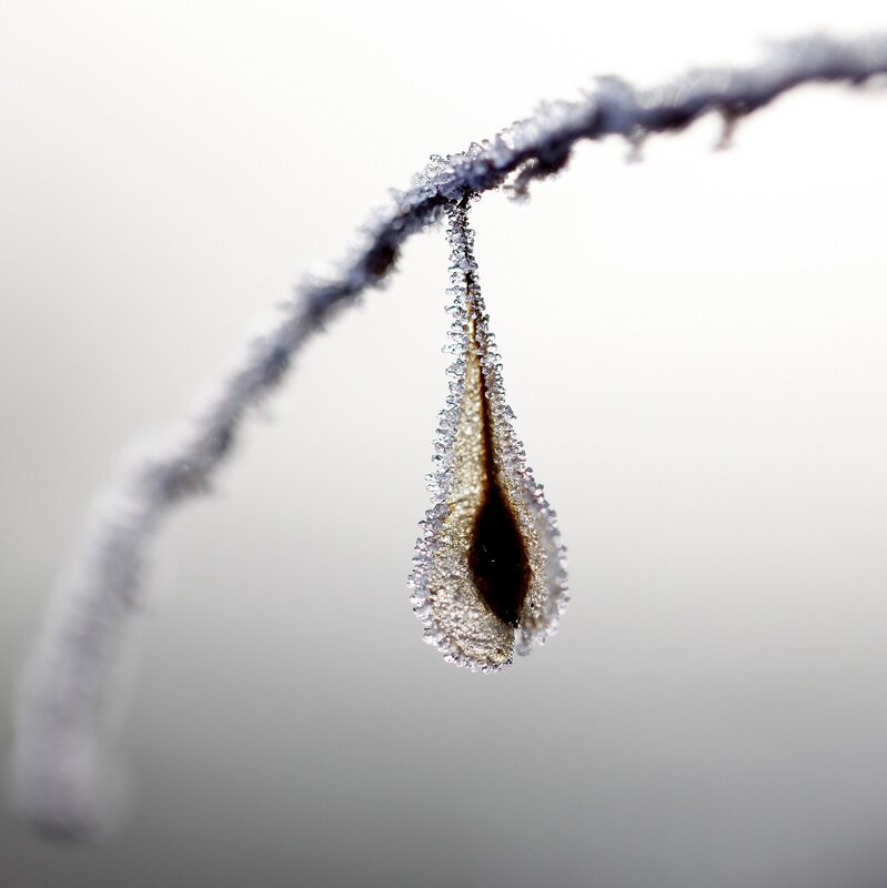 frozen droplet on a branch