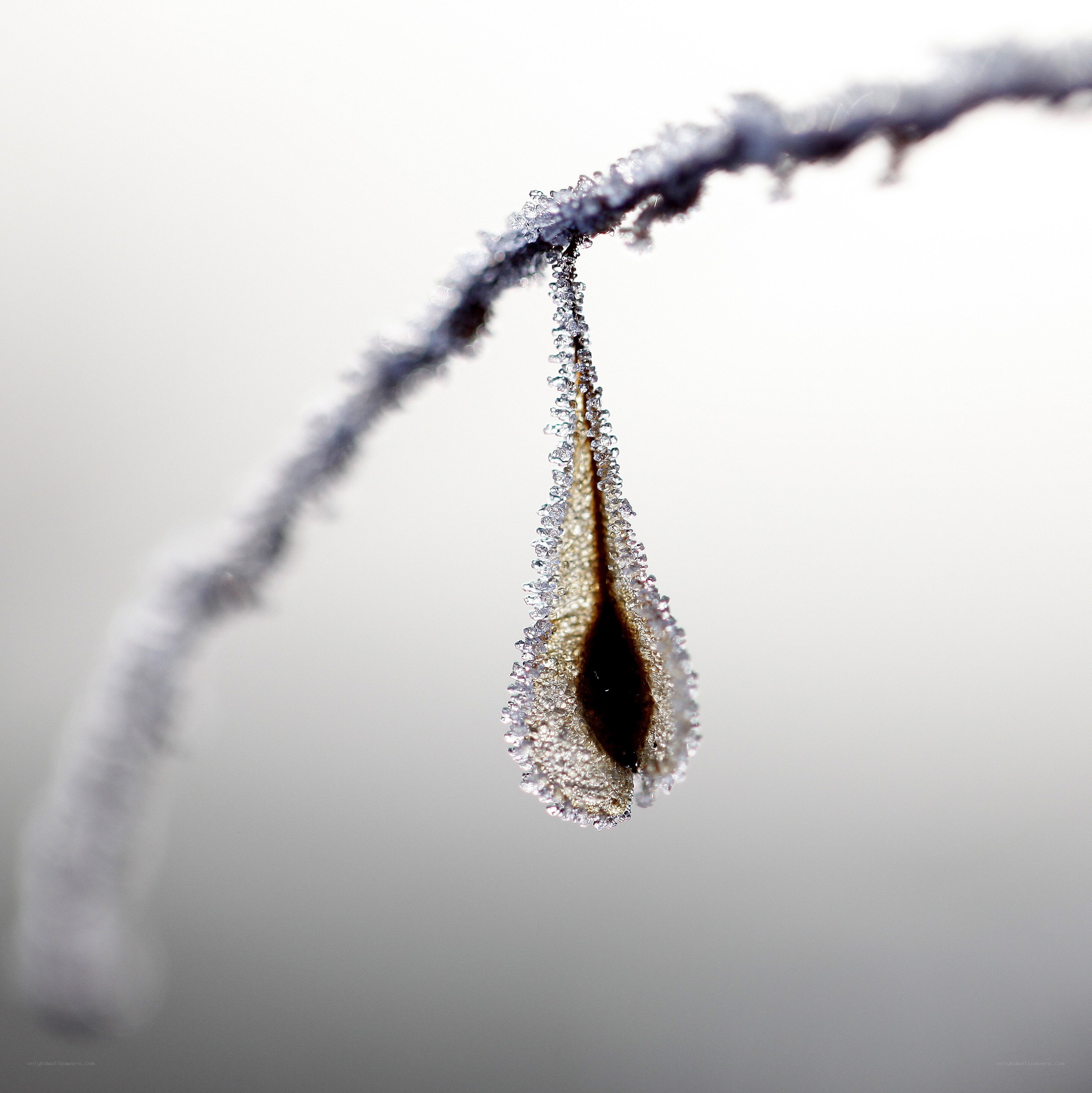 frozen droplet on a branch