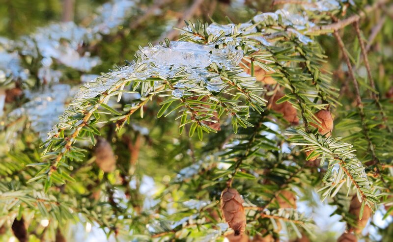 Frozen Evergreen Branch — Green