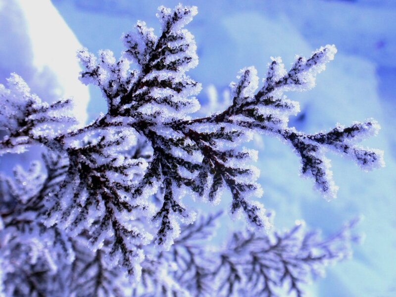 Frozen Evergreen Branch