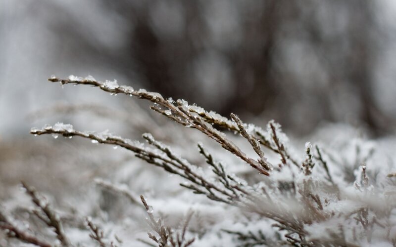 Frozen Evergreen Branches