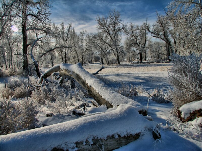 Frozen Fallen Log