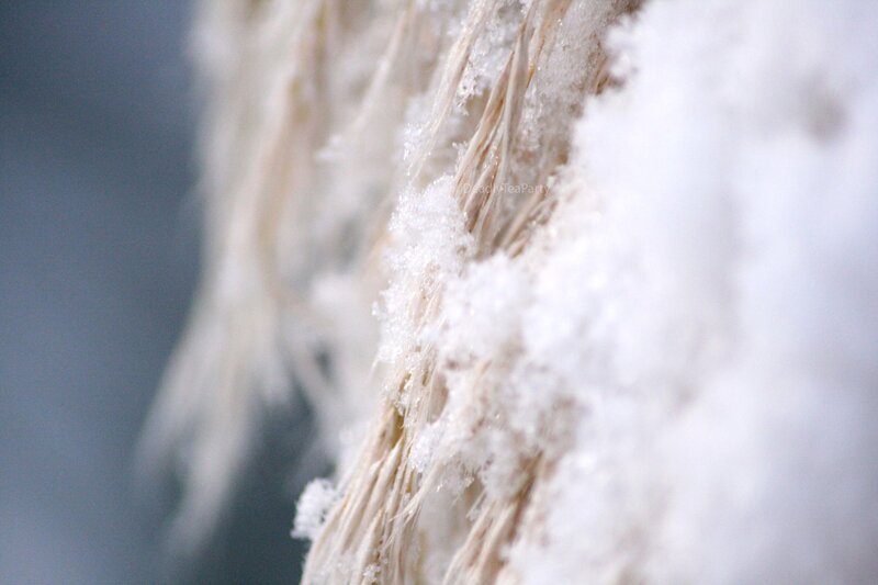 Frozen Fibers in Snow