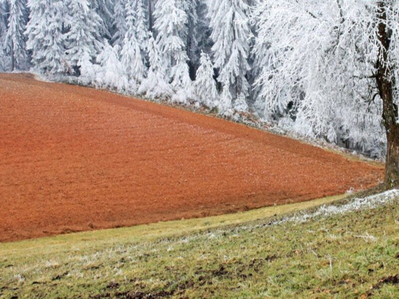 Frozen Field and Trees