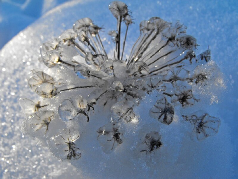 Frozen Flower Cluster — White